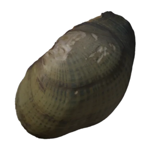 Villosa vaughaniana, a 3D model you can turn