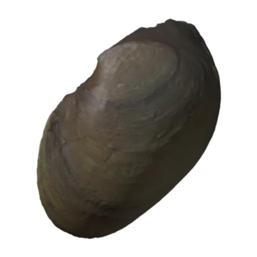 Villosa vanuxemensis, a 3D model you can turn