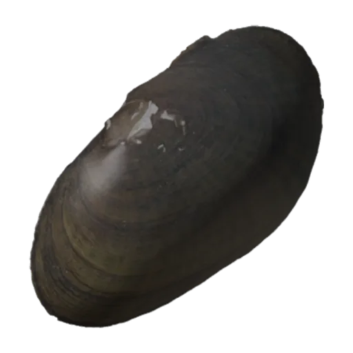 Villosa vibex, a 3D model you can turn