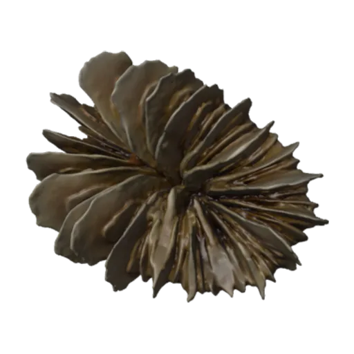 Desmophyllum dianthus, a 3D model you can turn