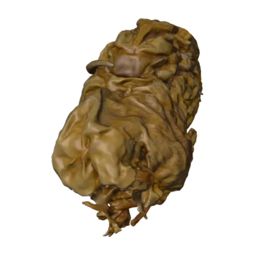 Balanus evermanni, a 3D model you can turn