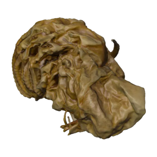 Balanus evermanni, a 3D model you can turn
