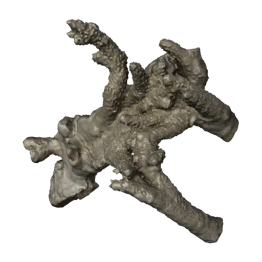 Acropora prolifera, a 3D model you can turn
