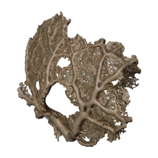 Stylaster alaskanus, a 3D model you can turn