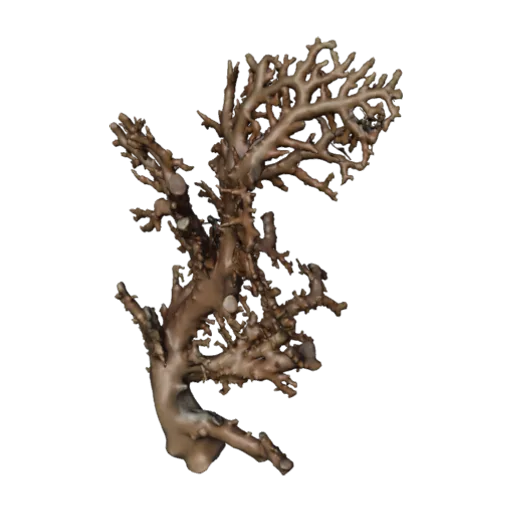 Stylaster brochi, a 3D model you can turn