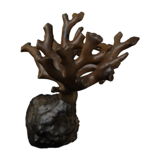 Distichopora borealis, a 3D model you can turn