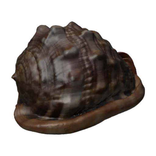 Cypraecassis rufa, a 3D model you can turn