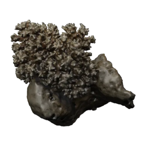 Pocillopora damicornis, a 3D model you can turn