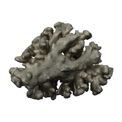 Pocillopora damicornis, a 3D model you can turn