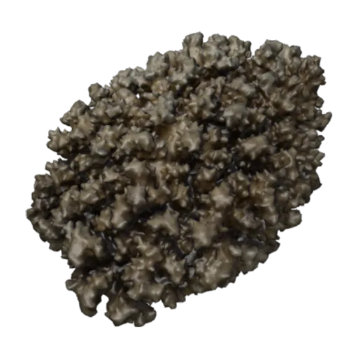 Pocillopora damicornis, a 3D model you can turn