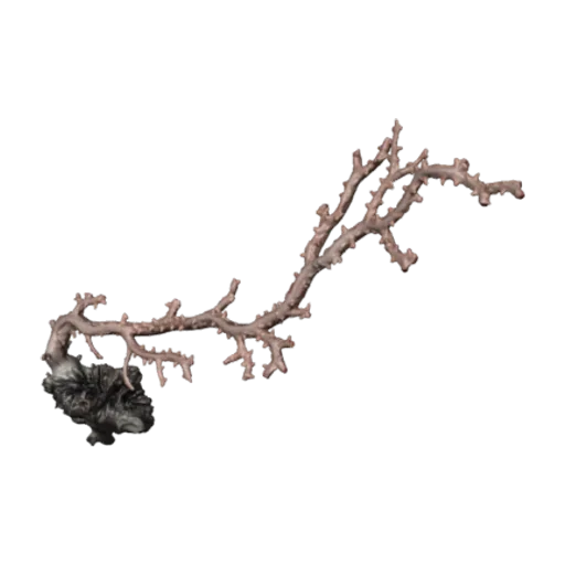Corallium bathyrubrum, a 3D model you can turn