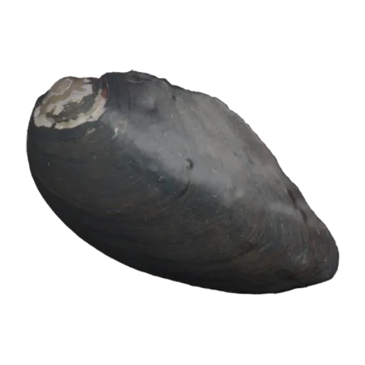 Uniomerus declivis, a 3D model you can turn