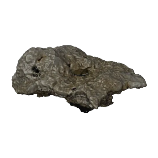 Pavona chiriquiensis, a 3D model you can turn