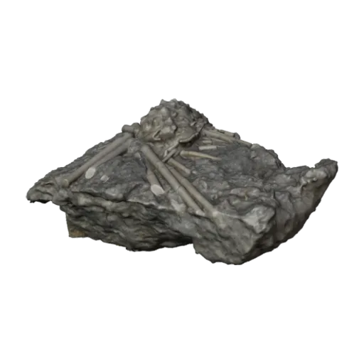 Hemicidaris crenularis (Lamarck), a 3D model you can turn
