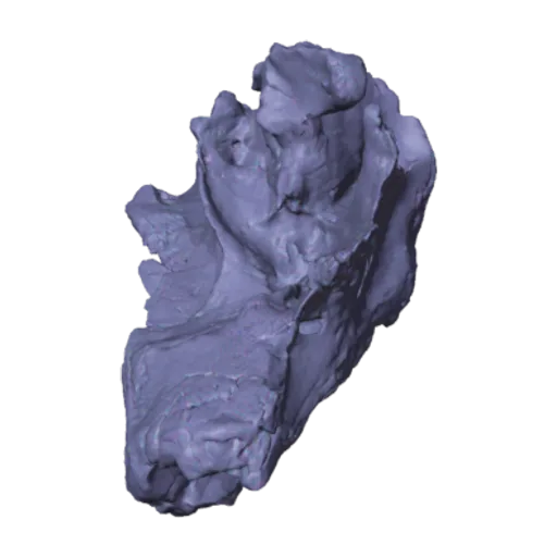 Arktocara yakataga Boersma & Pyenson, 2016, a 3D model you can turn