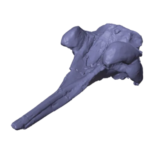 Dilophodelphis fordycei Boersma et al., 2017, a 3D model you can turn