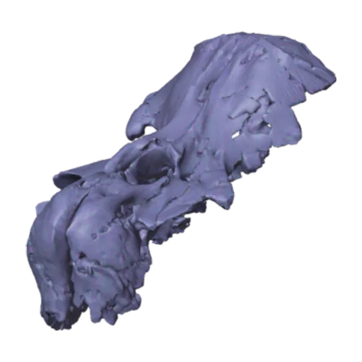 Odobenocetops peruvianus De Muizon, a 3D model you can turn