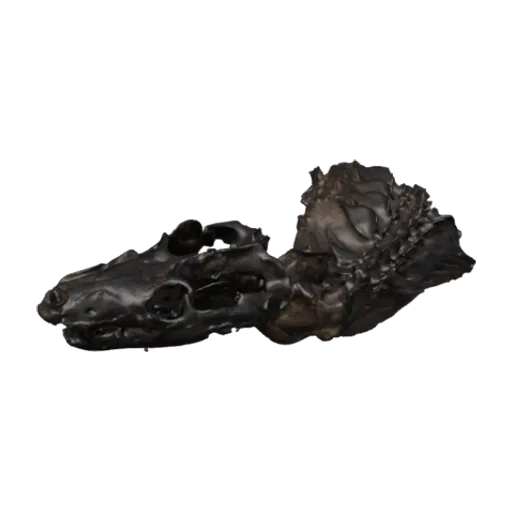 Thrinaxodon liorhinus Seeley, 1894, a 3D model you can turn