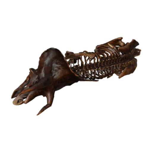 Triceratops horridus Marsh, 1889, a 3D model you can turn