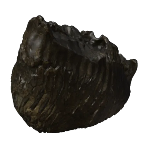 Mammuthus primigenius (Blumbach), a 3D model you can turn