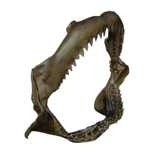 Carcharhinus altimus, a 3D model you can turn