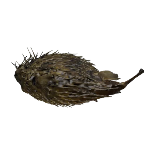 Diodon hystrix, a 3D model you can turn