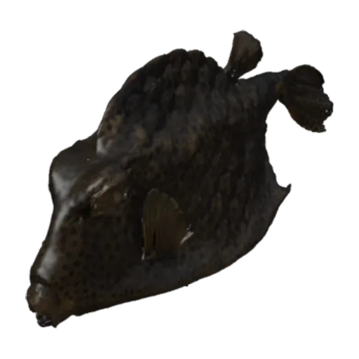 Lactophrys bicaudalis, a 3D model you can turn
