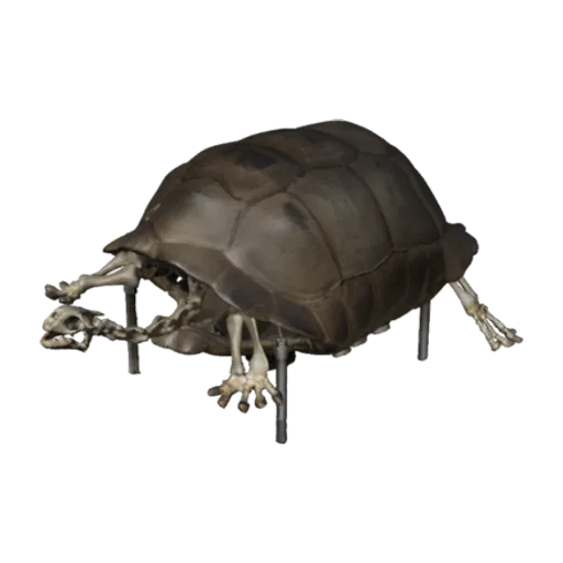 Geochelone carbonaria, a 3D model you can turn