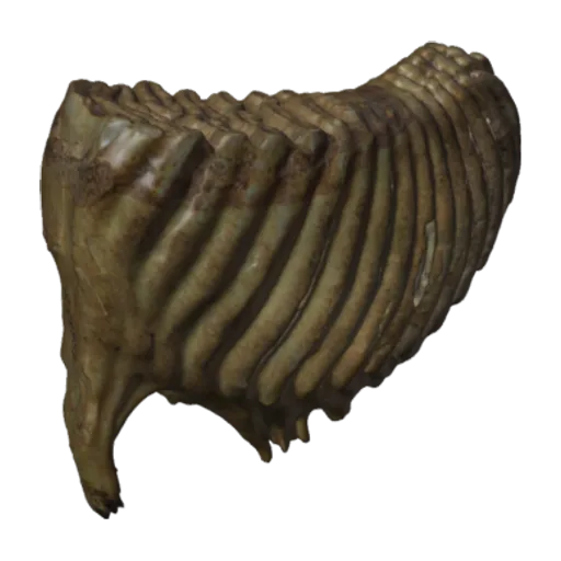 Elephas maximus, a 3D model you can turn