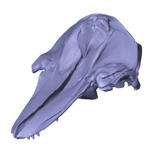 Globicephala melas melas (Traill, 1809), a 3D model you can turn