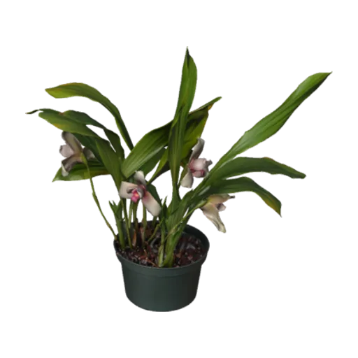 Lycaste virginalis, a 3D model you can turn